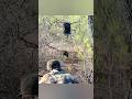 НЕ МОРГАЙ… ЭТО ДОЛЯ СЕКУНДЫ 😳⚡#каба #охотник #wildboar #hunt #huntingvideo #shot #rifle #viralvideo