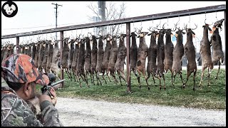 How Farmers And Hunters Deal With Millions Of Wild Boars And Invasive Deer | Invasive Species
