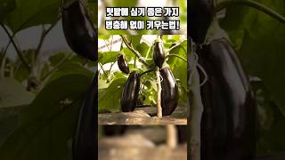 가지 심는시기 심는방법 잘키우는 꿀팁! #가지재배
