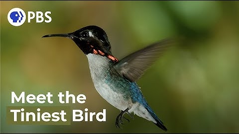 Meet The Smallest Bird On Earth