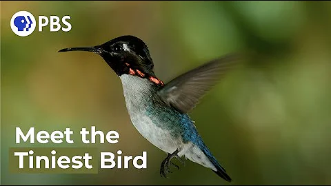 Welcher Vogel ist der kleinste Vogel der Welt?