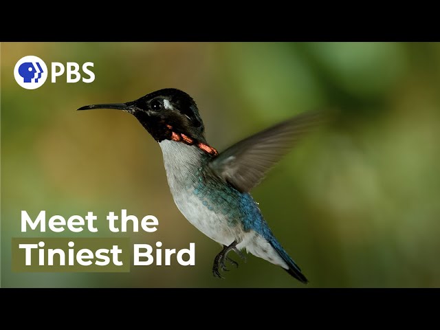Meet The Smallest Bird On Earth 