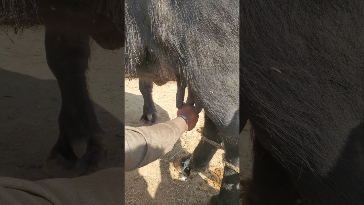 Learn dairy farming treatment