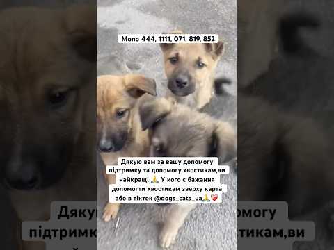 Дякую❤️🩹 #українськийютуб #підтримка #допомога #допомогатваринам #котики #семья #природа #кіт