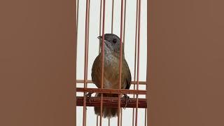 Wambi Mini Gacor Mantap