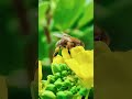 小蜜蜂 採花蜜 小蜜蜂 採花蜜