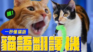 我家貓在鬼叫啥？超狂貓語翻譯｜宇宙猫咪🐾