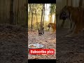 Tiger attacking on Cat whats up next? #tiger #attack