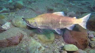 Kokanee Salmon Spawn 2015