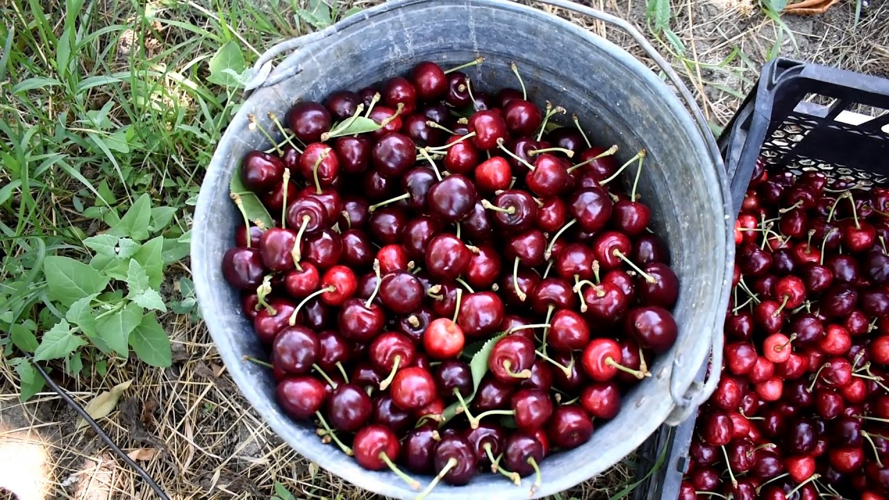 Romanovka gilas daş kimi - kilosu 5 manata - Rusiya gozle gelir