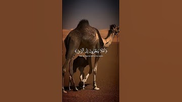 سورة الغاشية عبد الرحمن مسعد - اكتب شيء تؤجر عليه ❤😴