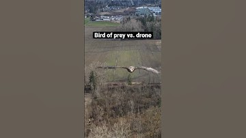 Check out this close encounter between a drone and a bird of prey 🦅 #shorts