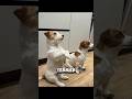 Top 5 Fastest Dogs on Earth 😳🐕💨 #shorts
