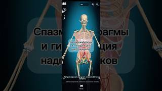 Спазм диафрагмы и гипофункция надпочечников #anatomy #физиотерапия