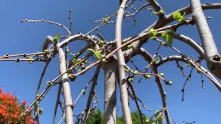 Weeping mulberry tree breaking dormancy + developing fruit