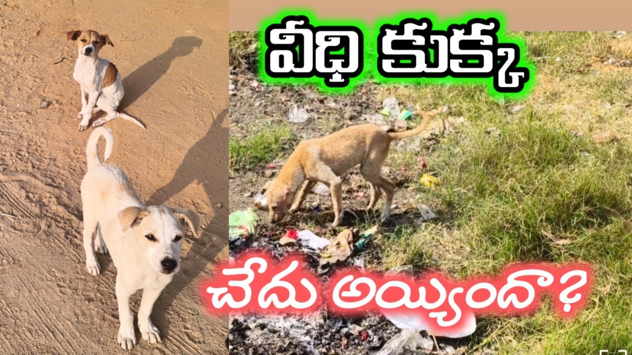 వీధికుక్క చేదు అయ్యిందా?