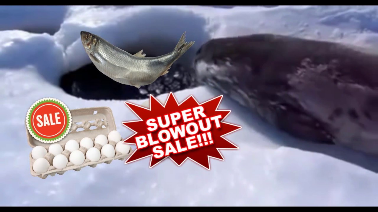 seal l'egg Sells Eggs Seal YouTube