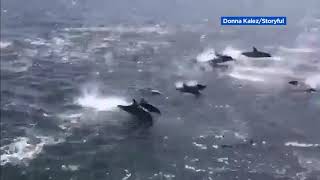 'Dolphin stampede' caught on video off Dana Point