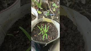 Kangkung Tumbuh Tunas