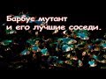 Барбус мутант он же барбус мшистый. Как содержать в аквариуме.