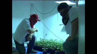 Springtime Diesel Clones!