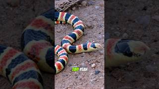 Sexing Shovel-nosed sand snakes!