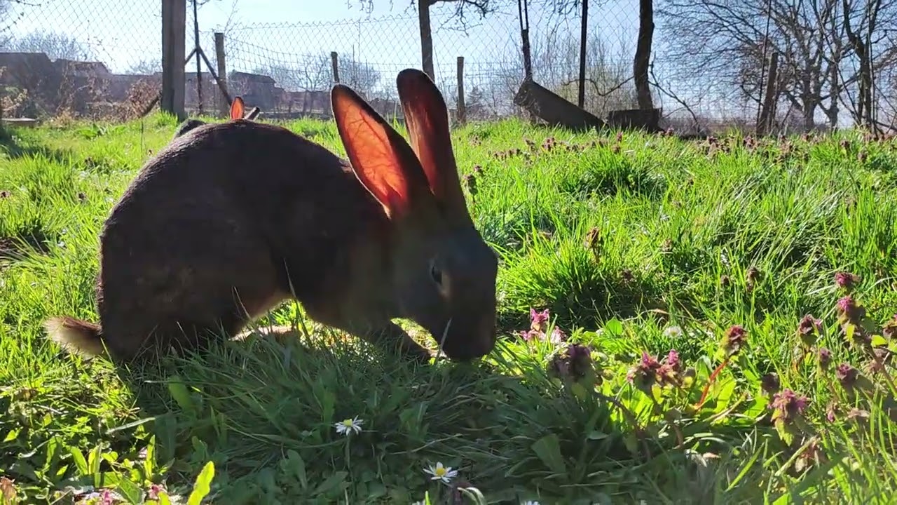 Belgian Hares Dotty and Hector