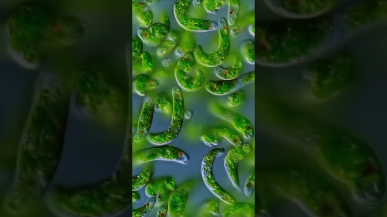 Оно ест как животное, но живёт как растение!