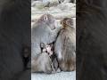 ココはあたしの特等席🐒🩷　#ニホンザル #monkey　#takasaki #高崎山自然動物園 #babymonkey