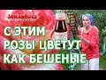 Розы будут цвести всё лето если подкормить их супер средством. Касторовое масло для роз.