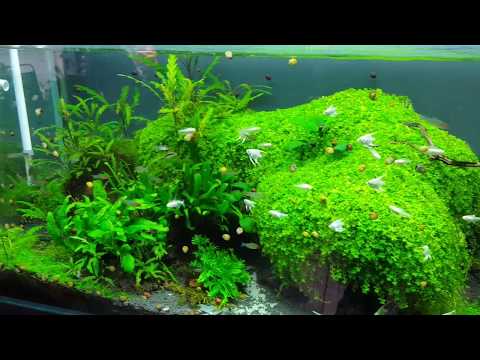 Video Thảm trải nền trân châu ngọc trai cho hồ thủy sinh. - youtube