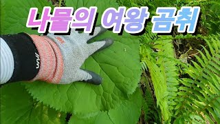[약초]나물의 여왕 곰취/충북/노루삼 꽃(녹두승마)