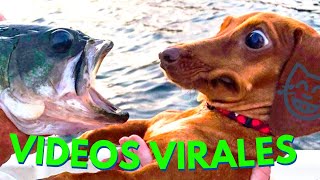 100 Videos CHISTOS y DIVERTIDOS de ANIMALES , PERROS y GATOS Graciosos de Tiktok