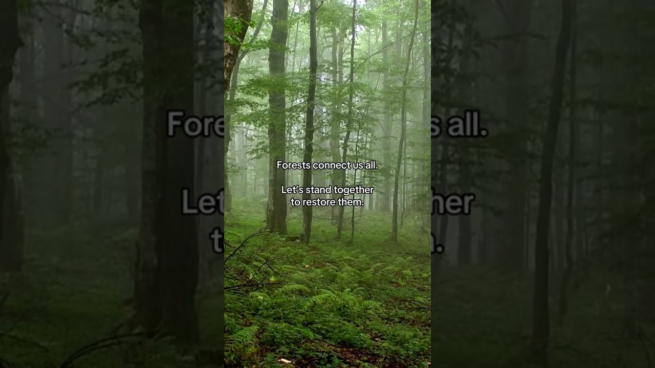 "When a forest breathes out, we breathe in. We are literally interdependent." – Suzanne Simard