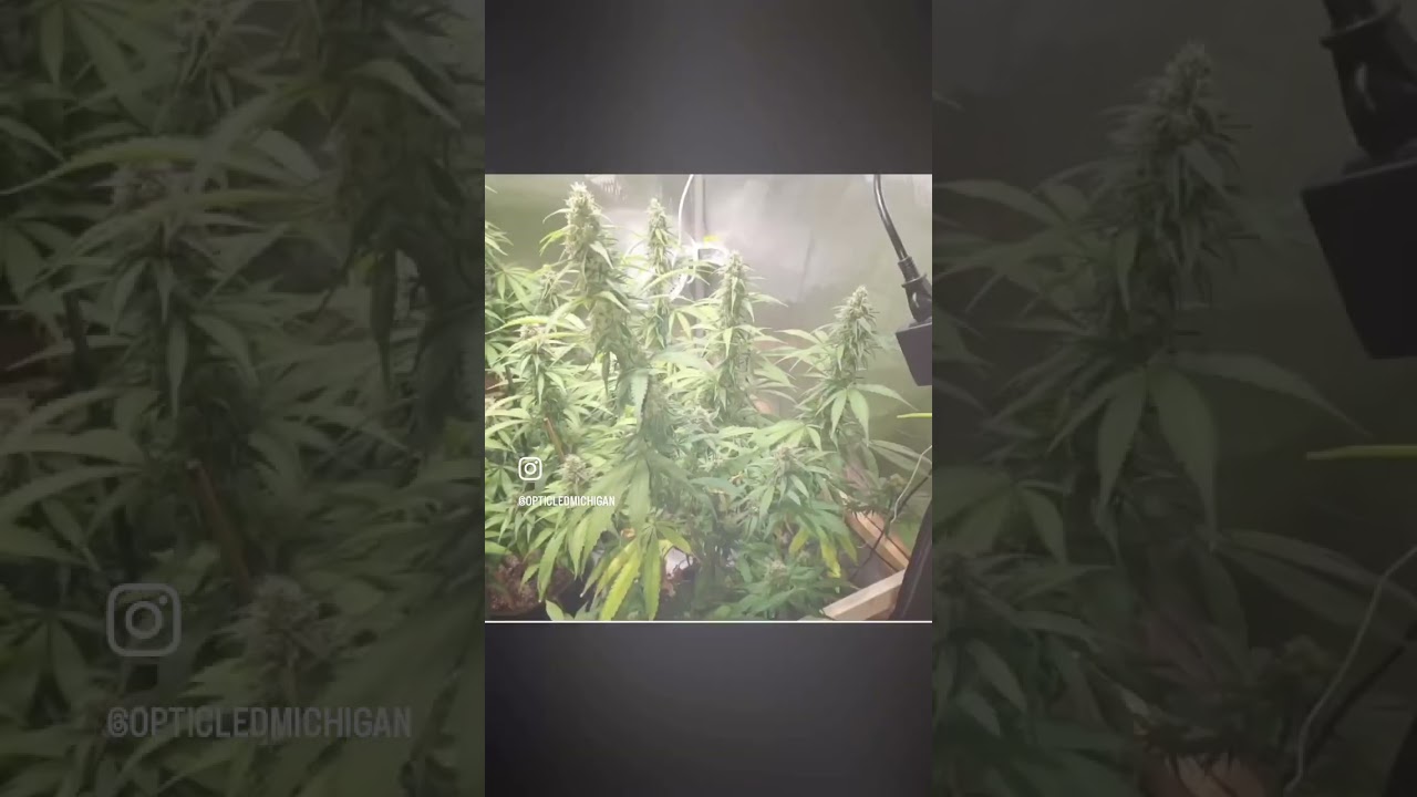 Only a Few Weeks Left for these ladies Under the Optic 6 Gen-3.  