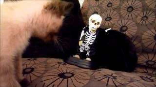 Super CUTE Seal Point Siamese Kitten plays with dancing skeleton guy