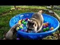 Sad raccoon gets surprise party from ferrets!