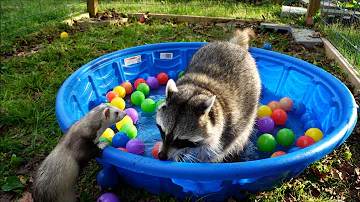 Sad raccoon gets surprise party from ferrets!