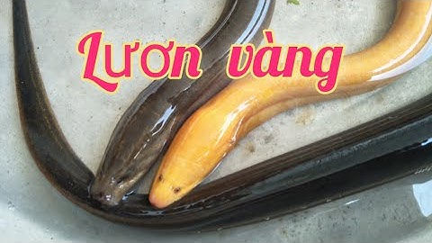 Lươn vàng may mắn quý hiếm đã xuất hiện tại Tiền Giang | #36 | #ChánhNguyễnTiềnGiang