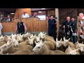 Armadale Lambs Lairg 2018