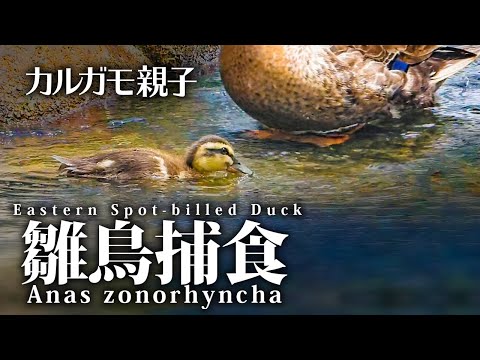 カルガモ親子 雛鳥の捕食 食べられる守宮の悲劇 赤ちゃんカモのかわいいけど残酷な食べ方 Youtube