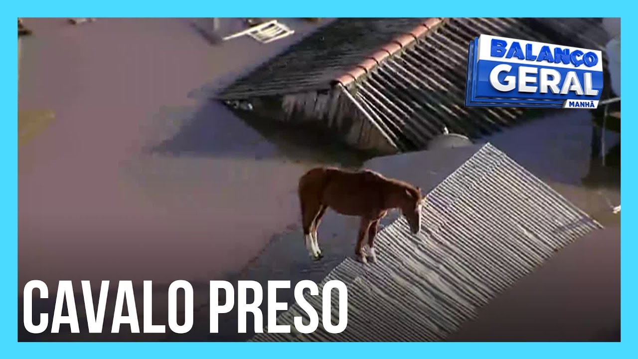 Cavalo ilhado em telhado aguarda resgate em Canoas (RS)