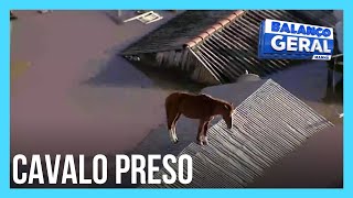 Cavalo ilhado em telhado aguarda resgate em Canoas (RS)