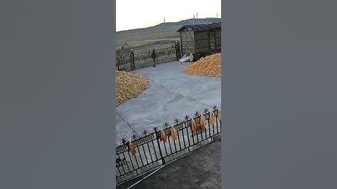 Farmer narrowly escapes tiger attack #shorts #tiger #wildlife
