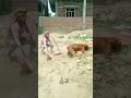 Most watched dog funny