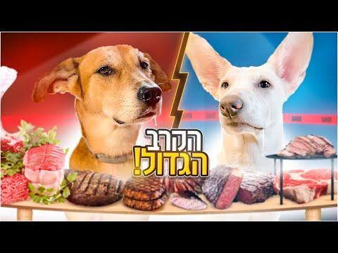 וִידֵאוֹ: מה כלבים אוכלים?