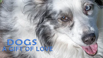 Dogs: A gift of love -