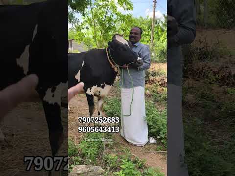 ഇത്രയും ടോപ് ബ്രീഡ് പശുക്കൾ ഇതിലും കുറഞ്ഞ വിലയ്ക്ക് വേറെ എവിടെയും കിട്ടില്ലDairy farming malayalam
