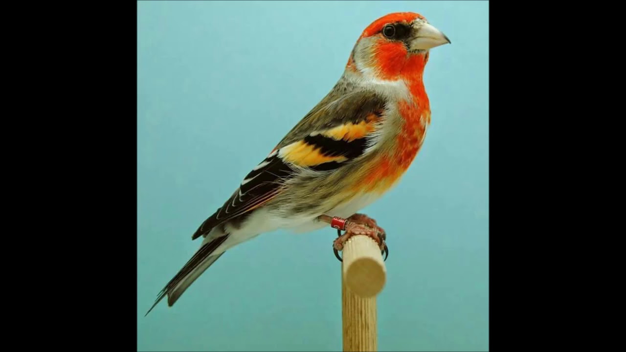 تركيبة جوهنمي لطائر جغل (بدوق)