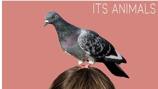 Cute Little Farm Animal Sounds: Parrot, birds, vulture - Animals sound screenshot 5
